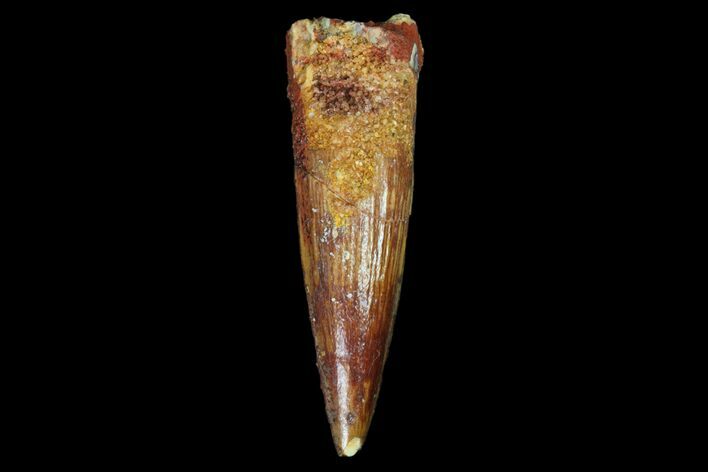Juvenile Spinosaurus Tooth - Real Dinosaur Tooth #80104
